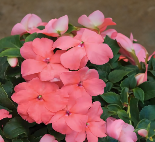 Impatiens (Beacon) - salmon 4pk, Sun Preference: Partial Shade