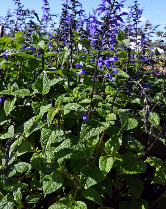 Salvia - Black & Bloom, Sun Preference: Sun
