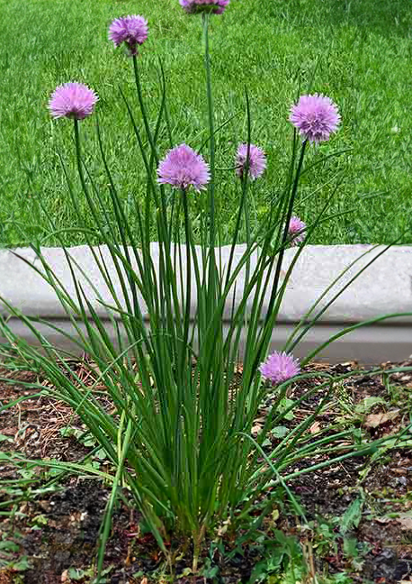 Herb - Chives (onion), Sun Preference: Sun