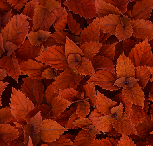 Coleus (sun) - Inferno, Sun Preference: Sun