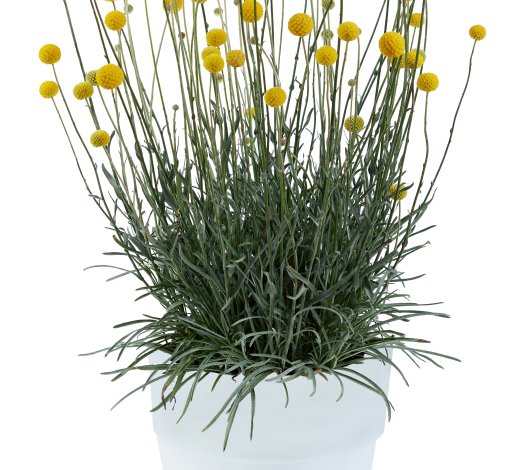 Craspedia - Golf Beauty, Sun Preference: sun