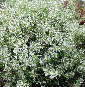 Euphorbia Diamond Frost - white, Sun Preference: Partial Shade