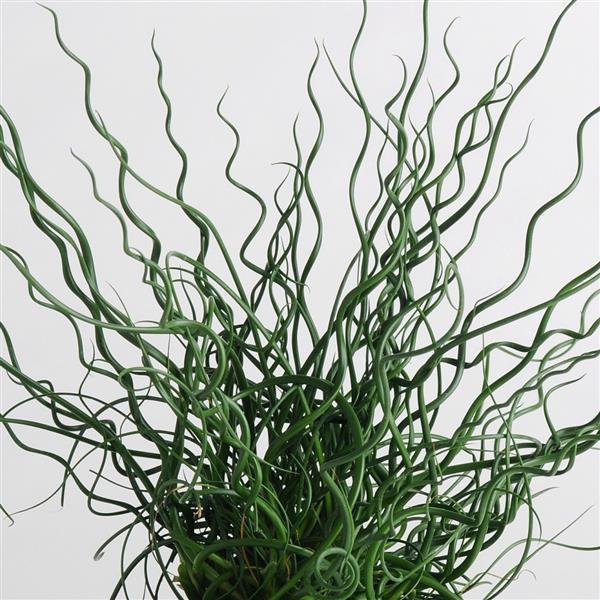 Grasses - NEW Juncus twister grass, Sun Preference: Sun