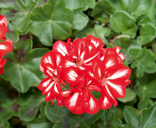 Ivy Geranium - red & white candy cane, Sun Preference: Sun