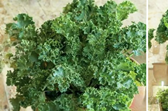 Veg - Kale - Hybrid Prizm - 4 pack, Sun Preference: Sun