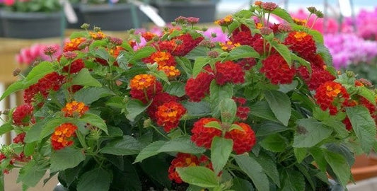 Lantana - Shamrock red, Sun Preference: Sun