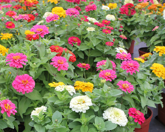 Zinnia Magellan Mix (12-14 inch tall) 4pk, Sun Preference: Sun