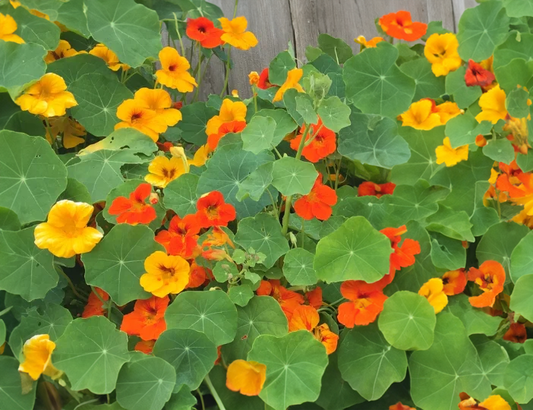 Nasturtium  NEW Jumbo 4 pack, Sun Preference: Sun or Partial Shade