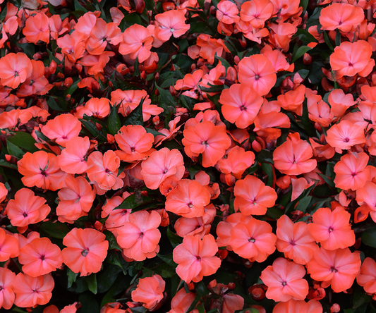 Impatiens (New Guinea) - salmon, Sun Preference: Partial Shade