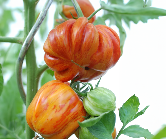 Tomatoes - Heirloom Old German - 3 1/2'' pot, Sun Preference: Sun