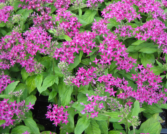 Pentas - violet, Sun Preference: Sun