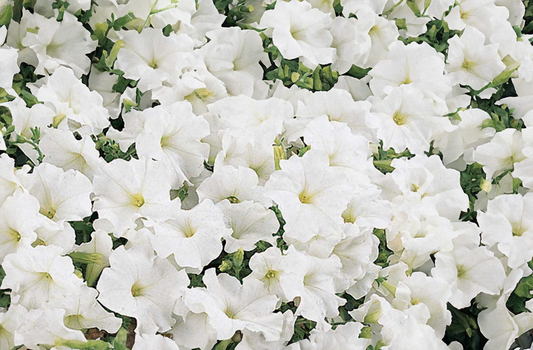 Petunia (wave) - white, Sun Preference: Sun