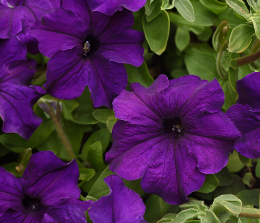 Petunia - blue cascade 4pk, Sun Preference: Sun