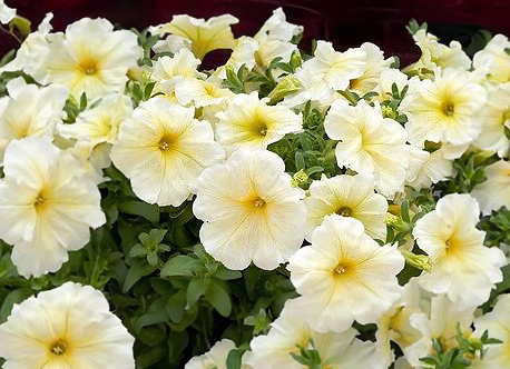 Petunia - prism yellow 4pk, Sun Preference: Sun