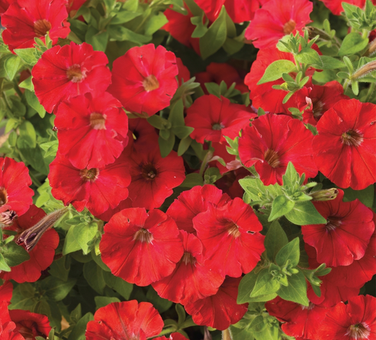 Petunia - red cascade 4pk, Sun Preference: Sun