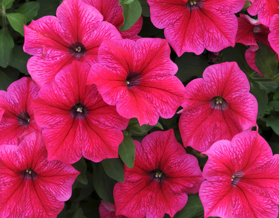 Petunia - rose cascade 4pk, Sun Preference: Sun