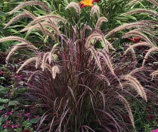 Grasses - purple fountain, Sun Preference: Sun