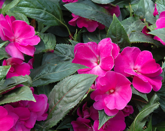 Impatiens (New Guinea) - purple (hot pink), Sun Preference: Partial Shade