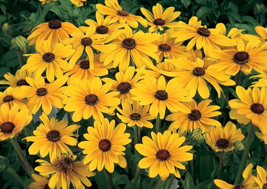 Rudbeckia - Indian Summer, Sun Preference: Sun