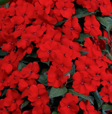 Sunpatiens - red, Sun Preference: Sun