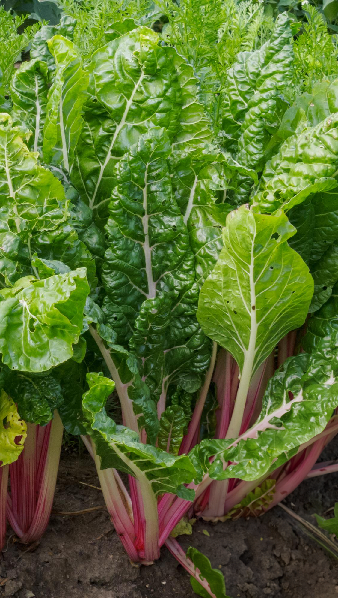 Veg - Swiss Chard - 4 pack, Sun Preference: Sun