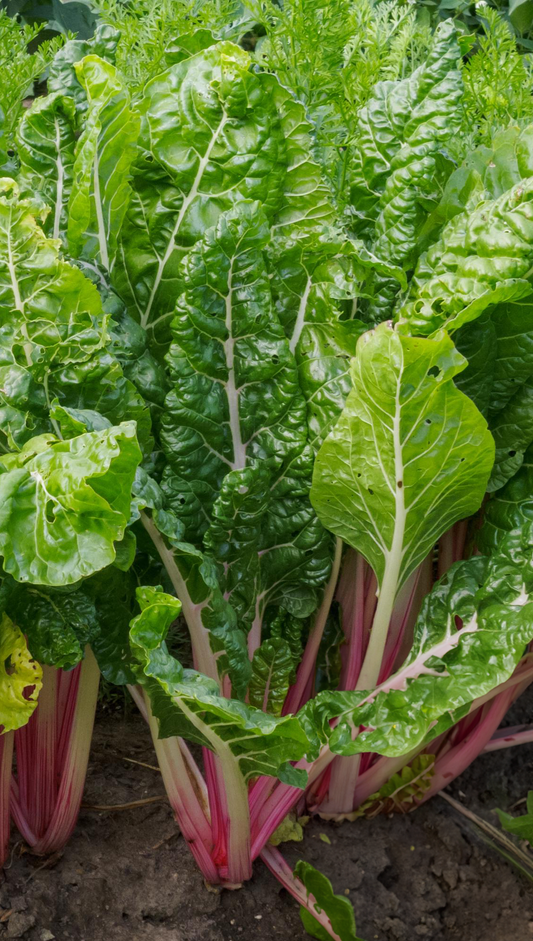 Veg - Swiss Chard - 4 pack, Sun Preference: Sun