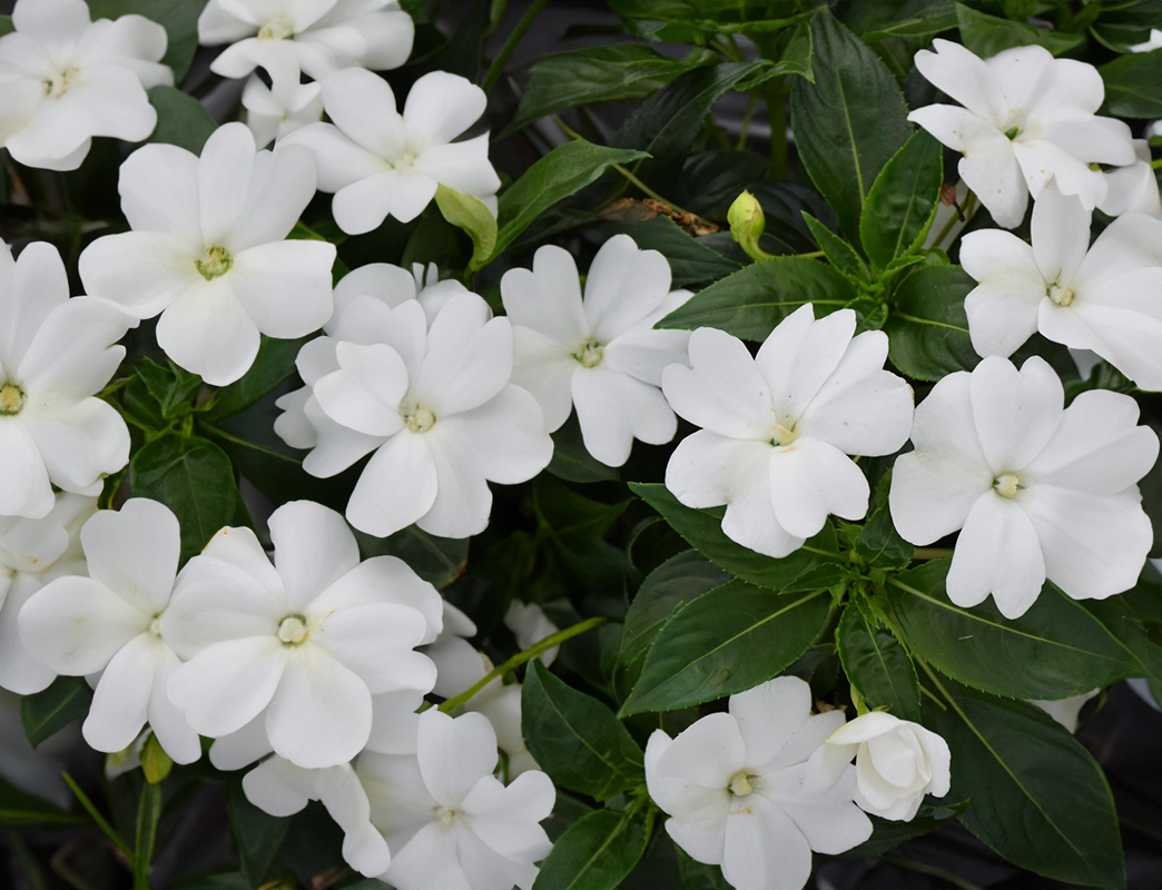 Impatiens (New Guinea) - white, Sun Preference: Partial Shade