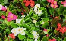 Begonia (fibrous, green leaf) - mix Full Flat of 12 (4*12=48 total), Sun Preference: Partial Shade