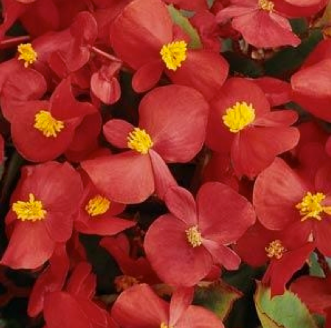 Begonia (fibrous, green leaf) - red Full Flat of 12 (4*12=48 total), Sun Preference: Partial Shade