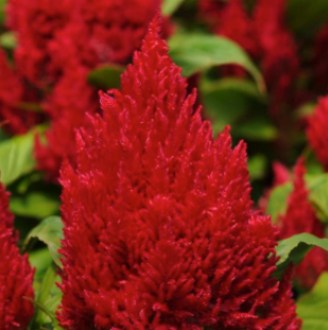 Celosia - red Full Flat of 12 (4*12=48 total), Sun Preference: Sun