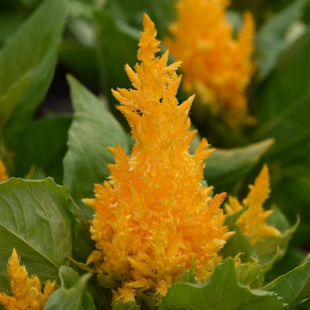 Celosia - yellow Full Flat of 12 (4*12=48 total), Sun Preference: Sun