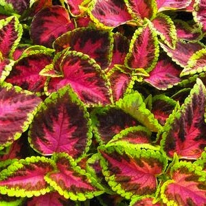 Coleus - rose Full Flat of 12 (4*12=48 total), Sun Preference: Partial Shade
