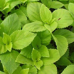 Coleus - lime Full Flat of 12 (4*12=48 total), Sun Preference: Partial Shade