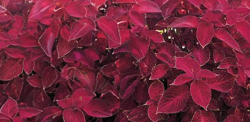 Coleus - red Full Flat of 12 (4*12=48 total), Sun Preference: Partial Shade