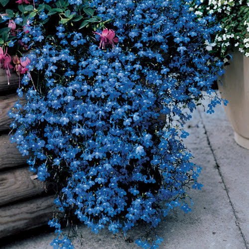 Lobelia (trailing) - light blue/white Full Flat of 12 (4*12=48 total), Sun Preference: Sun to Partial Shade