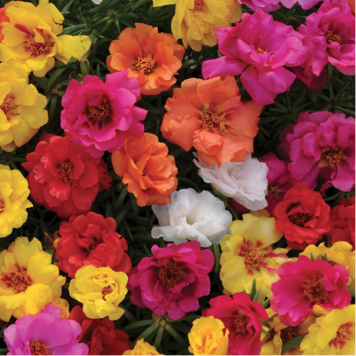 Moss Rose - 5 color mix Full Flat of 12 (4*12=48 total), Sun Preference: Sun