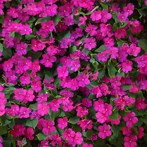 Impatiens (Beacon) - violet Full Flat of 12 (4*12=48 total), Sun Preference: Partial Shade