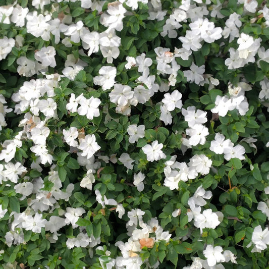 Impatiens (Beacon) - white Full Flat of 12 (4*12=48 total), Sun Preference: Partial Shade