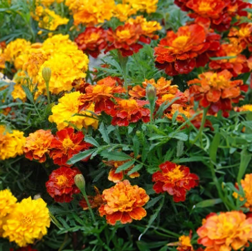 Marigold (dwarf) - mix Full Flat of 12 (4*12=48 total), Sun Preference: Sun